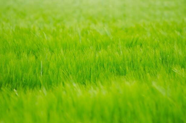 Buy Land terrain Saint-Cyr-sur-Menthon 01380