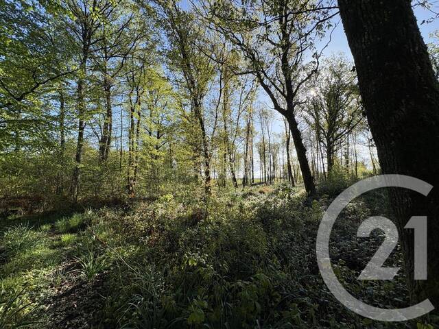 Vente Terrain Chasseneuil 36800