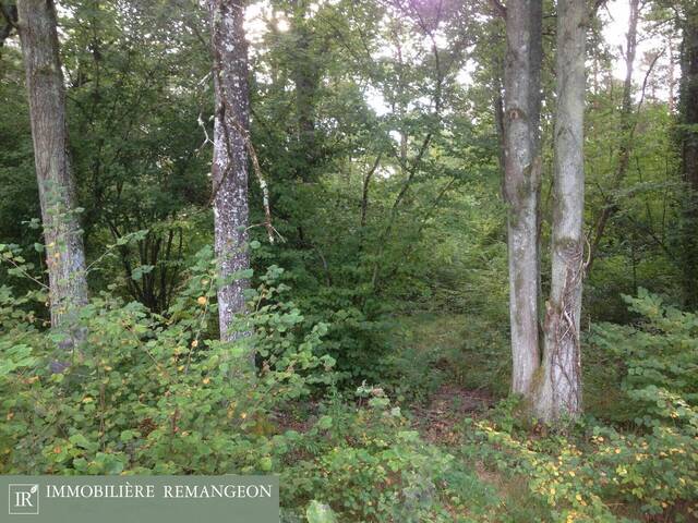Vente Propriété Neuvy-sur-Barangeon 18330