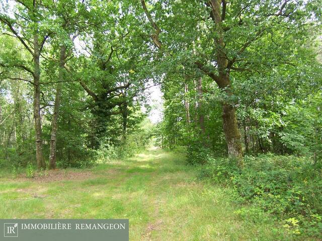 Vente Propriété Aubigny-sur-Nère 18700