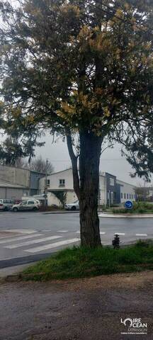 Louer Local 35 m² Nantes (44300)